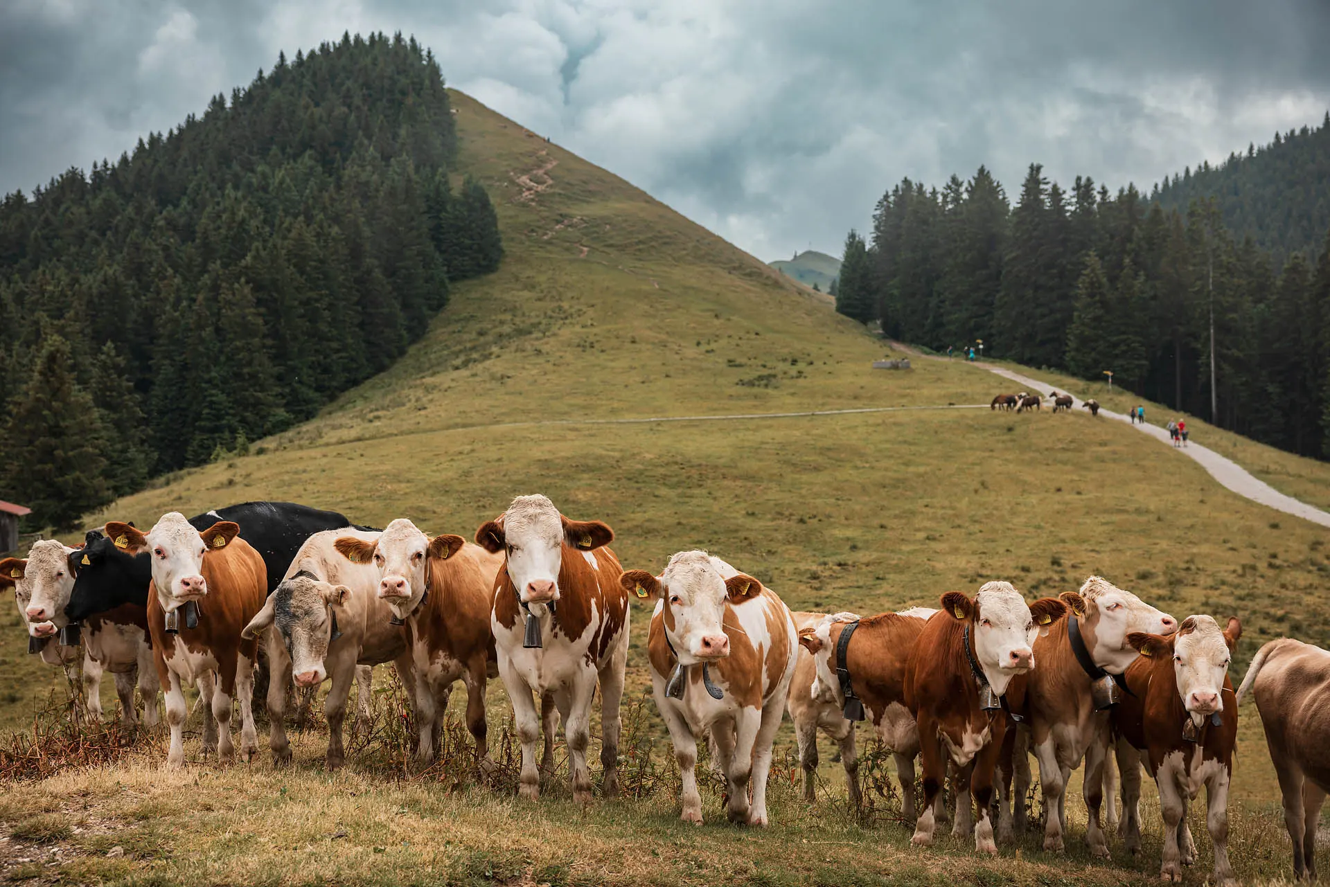 Heiraten in den Bergen