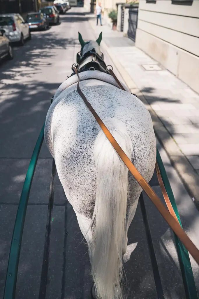 Pferdekutsche, Hochzeit in München